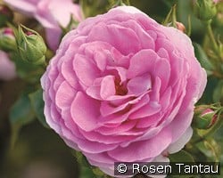 Ozeana kaufen, clicken für mehr Details Ozeana