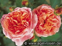 Papi Delbard kaufen, clicken für mehr Details Papi Delbard