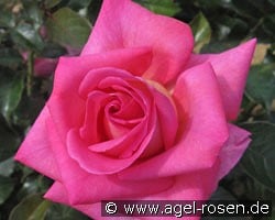 Parfum Royal Climbing kaufen, clicken für mehr Details Parfum Royal Climbing