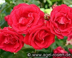 Pauls Scarlet Climber kaufen, clicken für mehr Details Pauls Scarlet Climber