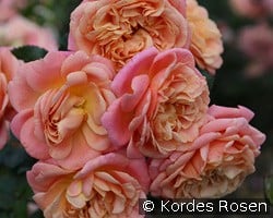 Peach Melba kaufen, clicken für mehr Details Peach Melba