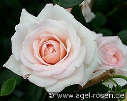 Penny Lane kaufen, clicken für mehr Details Penny Lane