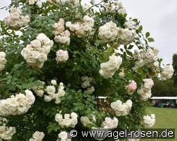 Perfume Dreams kaufen, clicken für mehr Details Perfume Dreams