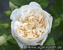 Perpetually Yours kaufen, clicken für mehr Details Perpetually Yours