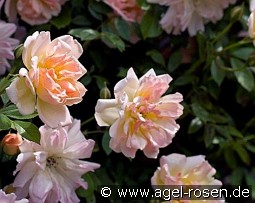 Phyllis Bide kaufen, clicken für mehr Details Phyllis Bide