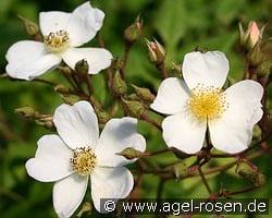 Pleine de Grace kaufen, clicken für mehr Details Pleine de Grace