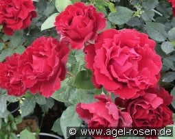 Raffaella kaufen, clicken für mehr Details Raffaella