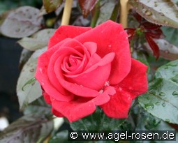 Red Flame kaufen, clicken für mehr Details Red Flame