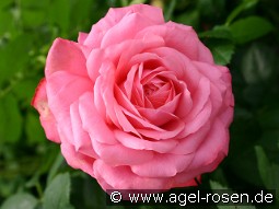 Rosanna kaufen, clicken für mehr Details Rosanna