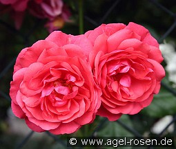 Rosarium Uetersen kaufen, clicken für mehr Details Rosarium Uetersen