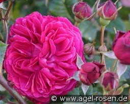 Rose Salma Es-Said kaufen, clicken für mehr Details Rose Salma Es-Said