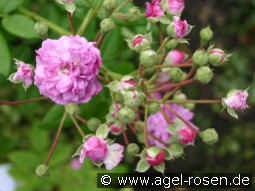 Rosemarie Viaud kaufen, clicken für mehr Details Rosemarie Viaud