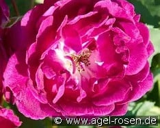 Rosengarten Zweibrücken kaufen, clicken für mehr Details Rosengarten Zweibrücken