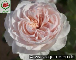 Sabrina kaufen, clicken für mehr Details Sabrina