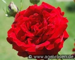 Salammbo kaufen, clicken für mehr Details Salammbo