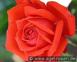 Salita kaufen, clicken für mehr Details Salita