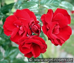 Santana kaufen, clicken für mehr Details Santana