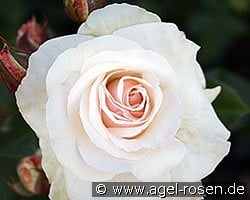 Schwanensee kaufen, clicken für mehr Details Schwanensee