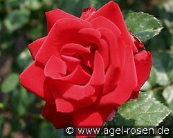 Schwarzer Samt kaufen, clicken für mehr Details Schwarzer Samt