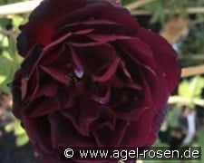 Senegal kaufen, clicken für mehr Details Senegal