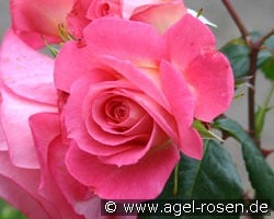 Shogun kaufen, clicken für mehr Details Shogun