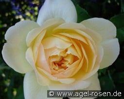 So Much Love - Plant'n'Relax kaufen, clicken für mehr Details So Much Love - Plant'n'Relax