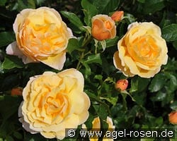 Soleil Vertical kaufen, clicken für mehr Details Soleil Vertical