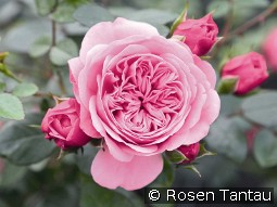 Starlet Rose Eva kaufen, clicken für mehr Details Starlet Rose Eva