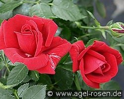 Sympathie kaufen, clicken für mehr Details Sympathie