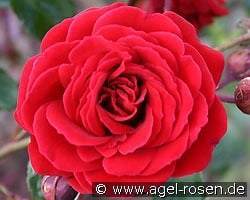 That's Jazz kaufen, clicken für mehr Details That's Jazz