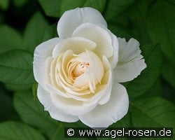 Uetersener Klosterrose kaufen, clicken für mehr Details Uetersener Klosterrose