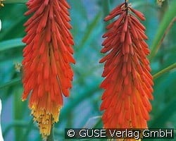 Fackellilie kaufen, clicken für mehr Details Fackellilie