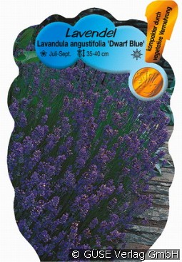 Lavendel kaufen, clicken für mehr Details Lavendel
