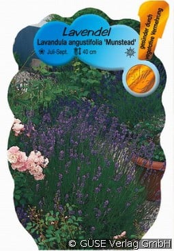 Lavendel kaufen, clicken für mehr Details Lavendel