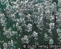 Weißer Lavendel kaufen, clicken für mehr Details Weißer Lavendel