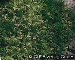 Fiederpolster kaufen, clicken für mehr Details Fiederpolster