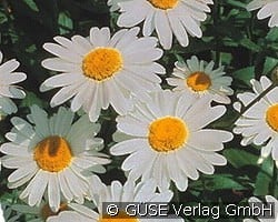 Zwerg-Margerite kaufen, clicken für mehr Details Zwerg-Margerite
