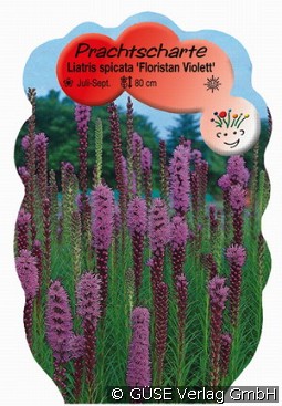 Prachtscharte kaufen, clicken für mehr Details Prachtscharte