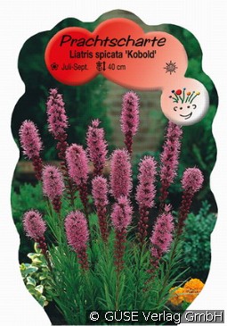 Prachtscharte kaufen, clicken für mehr Details Prachtscharte