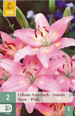 Lilie Asiatisch Rose kaufen, click for more details Lilie Asiatisch Rose