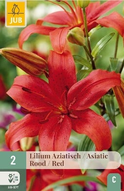 Lilie Asiatisch Rot kaufen, clicken für mehr Details Lilie Asiatisch Rot