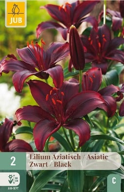 Lilie Asiatisch Schwarz kaufen, clicken für mehr Details Lilie Asiatisch Schwarz