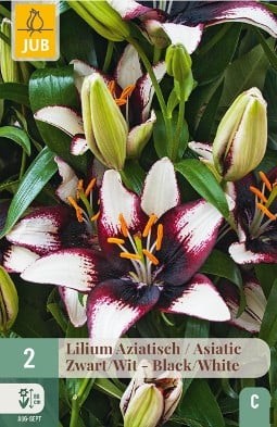 Lilie Asiatisch Schwarz - Weiß kaufen, clicken für mehr Details Lilie Asiatisch Schwarz - Weiß