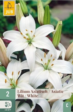 Lilie Asiatisch Weiß kaufen, clicken für mehr Details Lilie Asiatisch Weiß