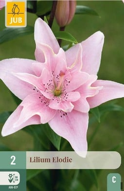 Lilie Elodie kaufen, click for more details Lilie Elodie