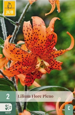 Lilie Flore Pleno kaufen, clicken für mehr Details Lilie Flore Pleno