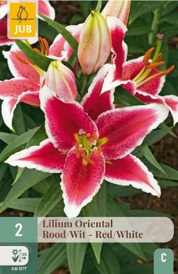 Lilie Oriental Rot-Weiß kaufen, clicken für mehr Details Lilie Oriental Rot-Weiß