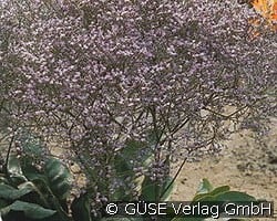 Strandflieder kaufen, clicken für mehr Details Strandflieder