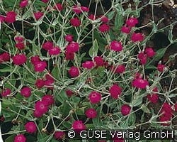 Vexiernelke kaufen, clicken für mehr Details Vexiernelke