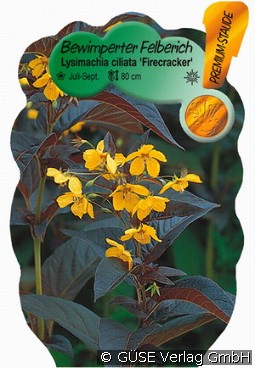 Bewimperter Felberich kaufen, clicken für mehr Details Bewimperter Felberich